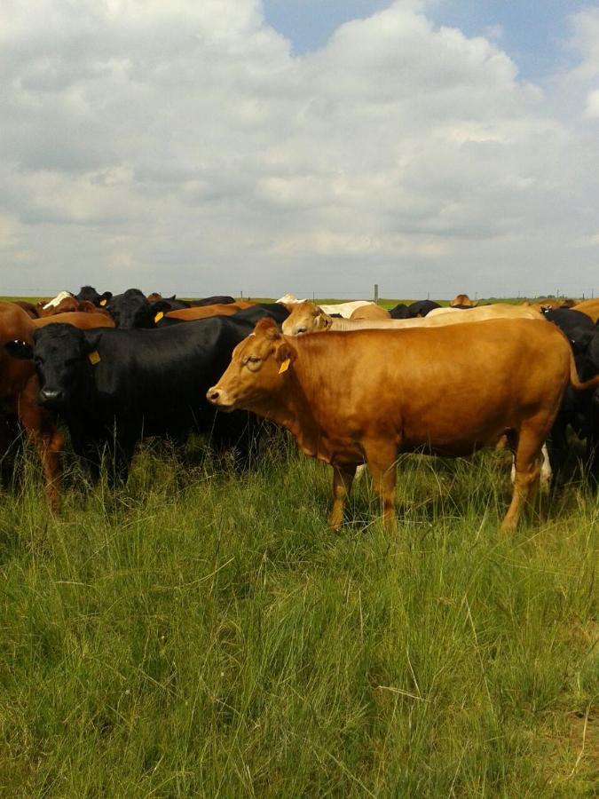 Dewdrop Farm Stay Ermelo Buitenkant foto