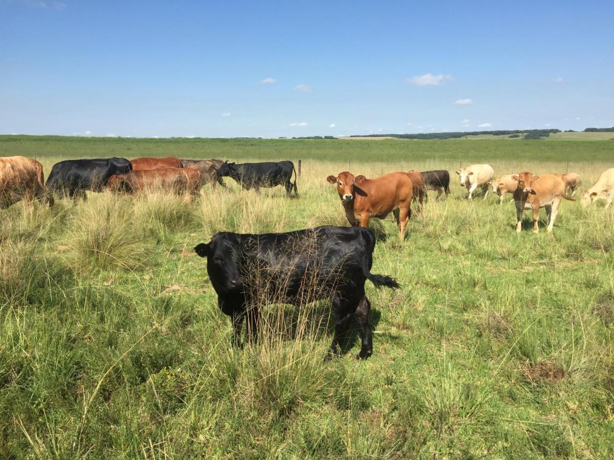Dewdrop Farm Stay Ermelo Buitenkant foto
